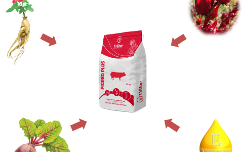 CƠ CHẾ ĐẶC BIỆT CỦA PIGRED PLUS GIÚP HEO DA HỒNG, LÔNG MƯỢT, ĐỎ THỊT
